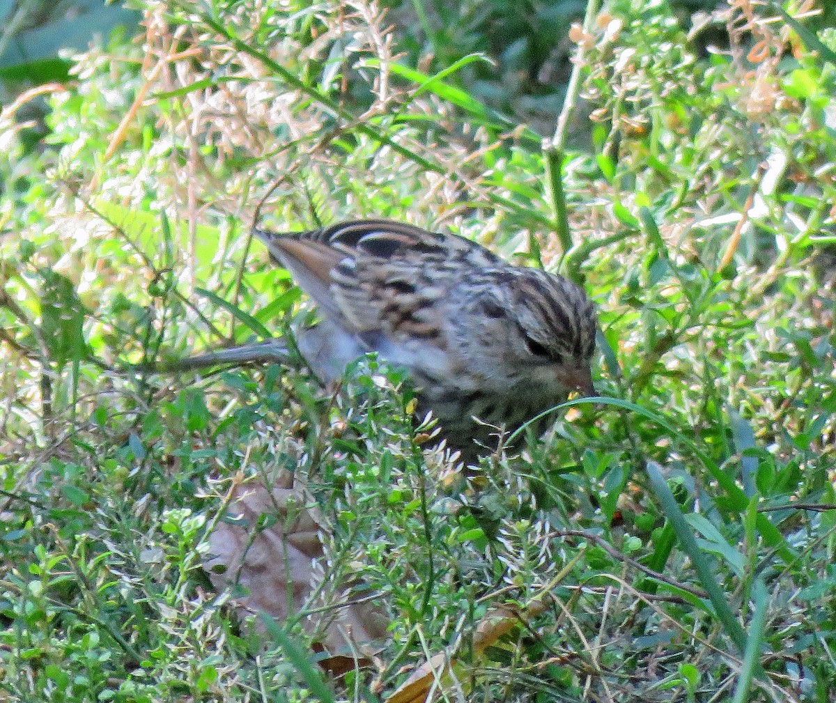 Chipping Sparrow - ML486645001