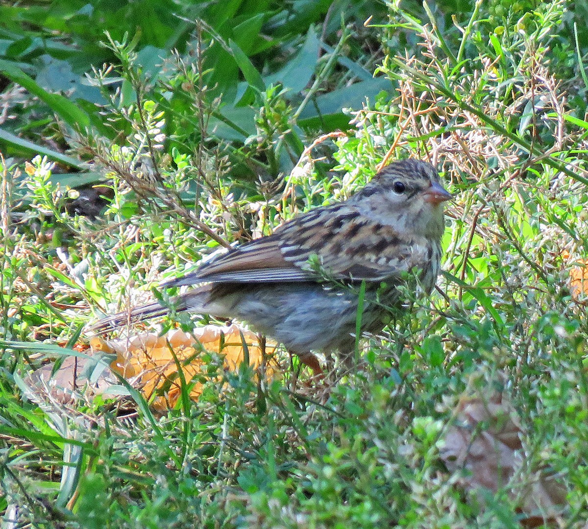 Chipping Sparrow - ML486645011