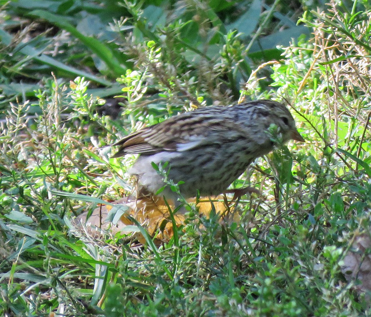 Chipping Sparrow - ML486645021