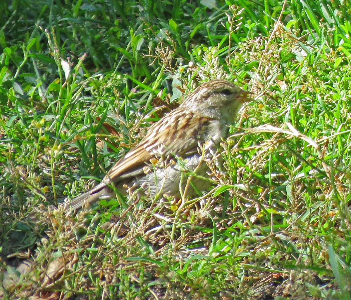 Chipping Sparrow - ML486645031