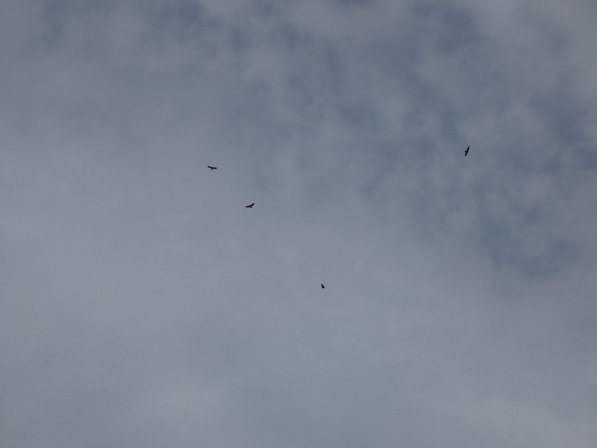 Common Buzzard - ML486647661