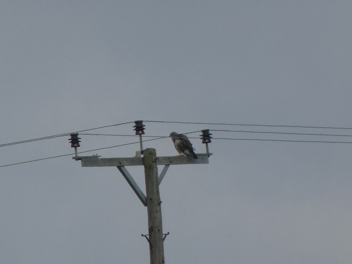 Common Buzzard - ML486648011