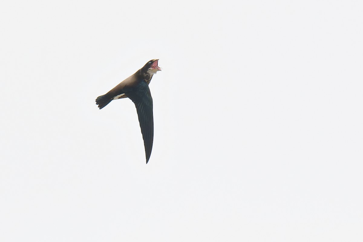 White-throated Needletail (White-lored) - ML486649361