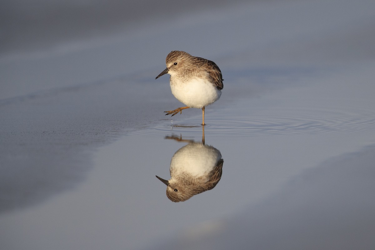 Least Sandpiper - ML486649541