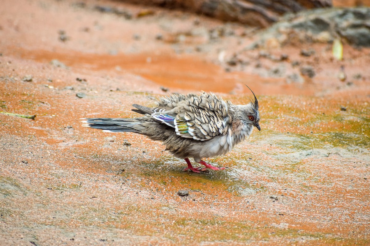 Crested Pigeon - ML486651381