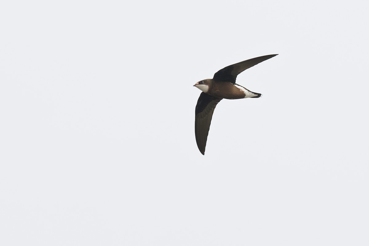 White-throated Needletail (White-lored) - ML486651801