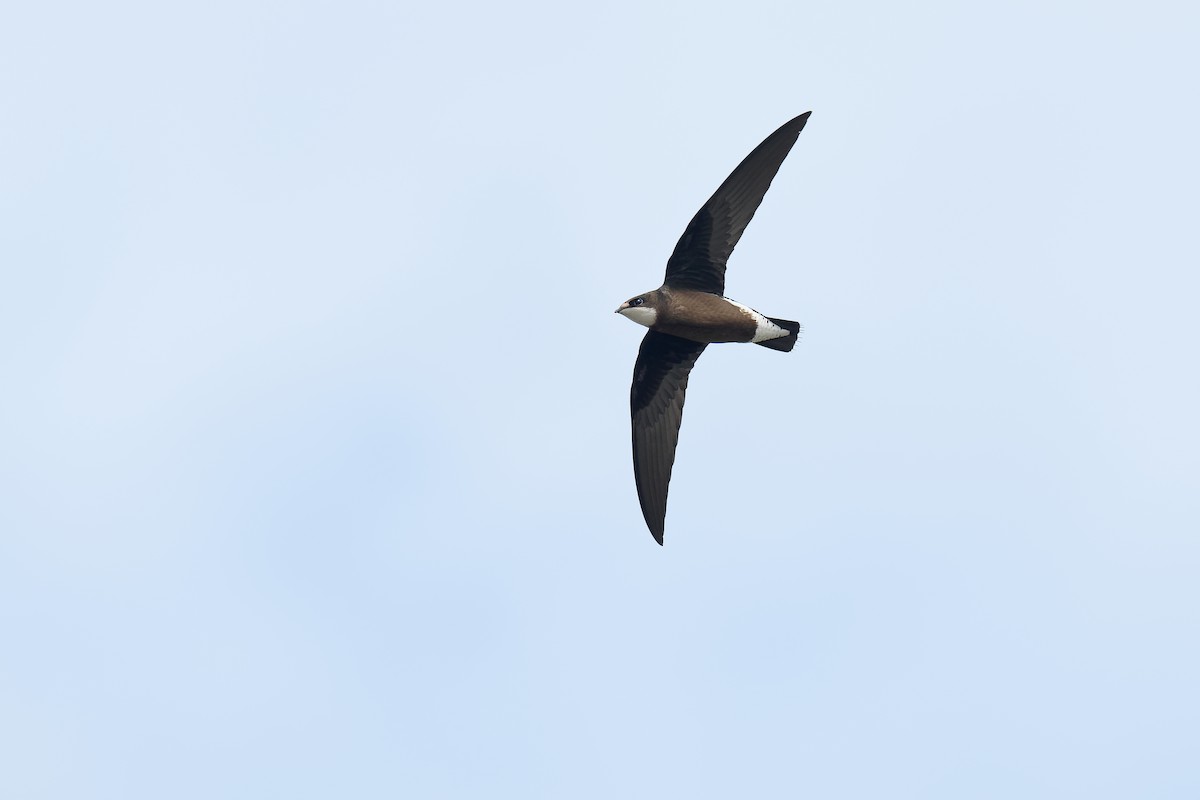 White-throated Needletail (White-lored) - Vincent Wang