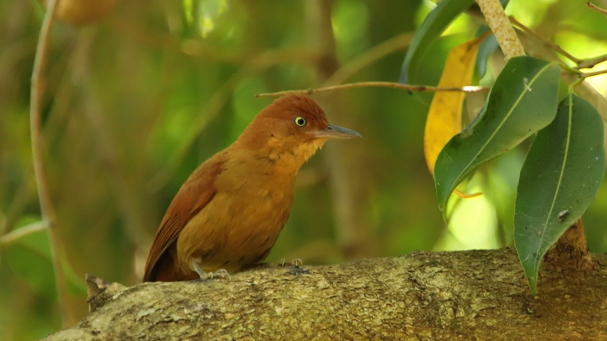 Chestnut-capped Foliage-gleaner - ML486652991