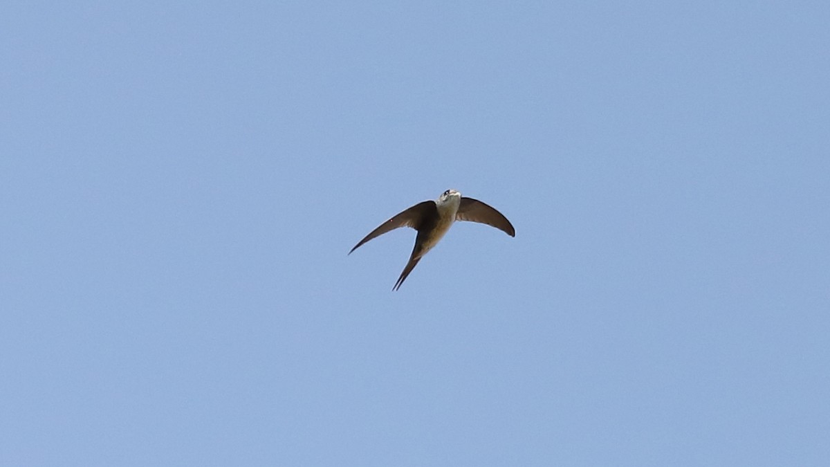 Fork-tailed Palm Swift - Ricardo Mitidieri