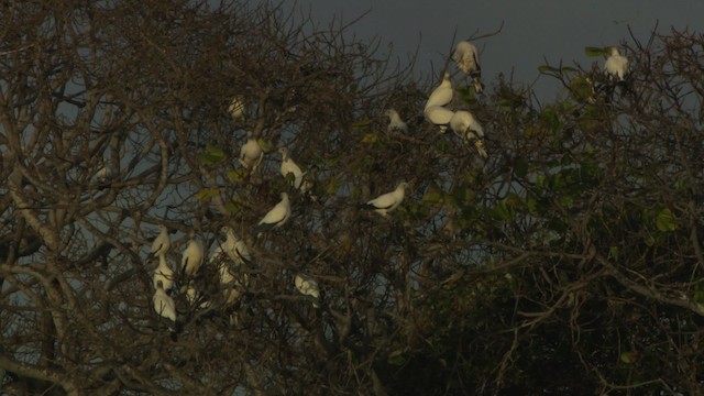 Torresian Imperial-Pigeon - ML486654