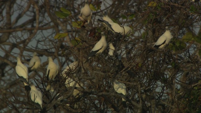 Torresian Imperial-Pigeon - ML486655