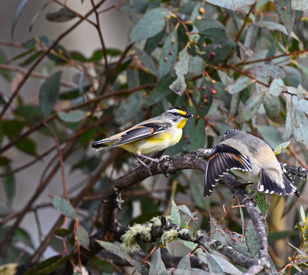 Striated Pardalote - ML486656221