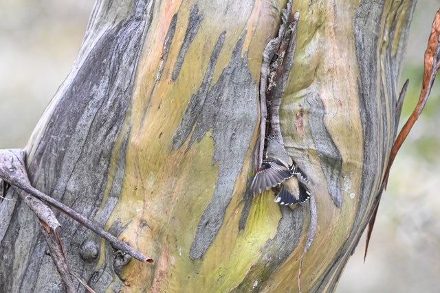Striated Pardalote - ML486656231