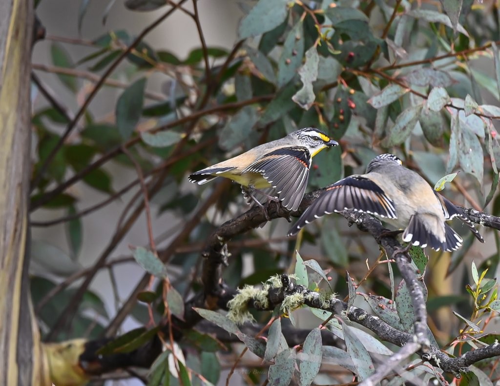 Striated Pardalote - ML486656241