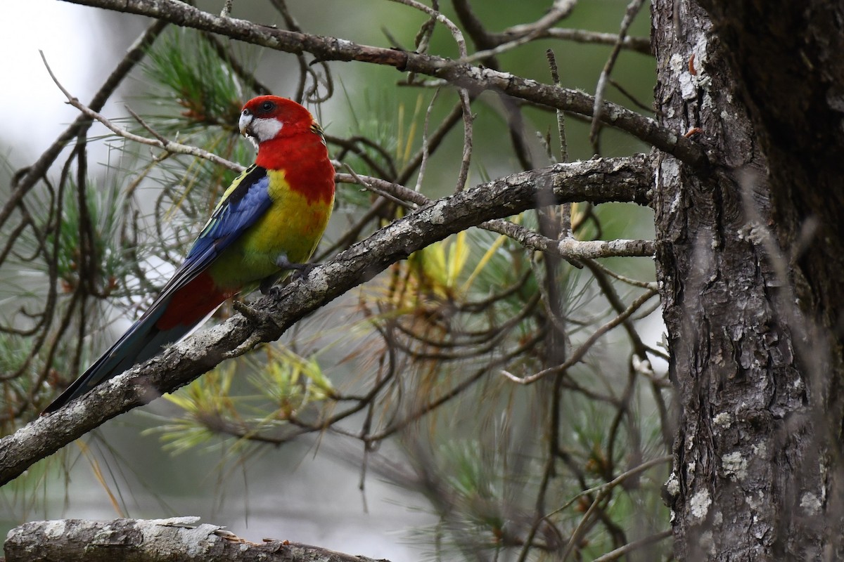 Eastern Rosella - ML486656831