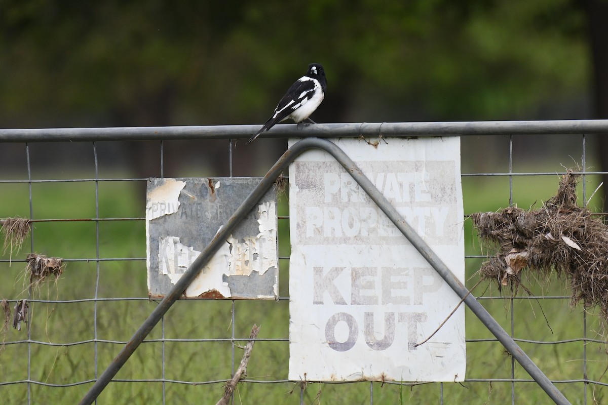Pied Butcherbird - ML486657061