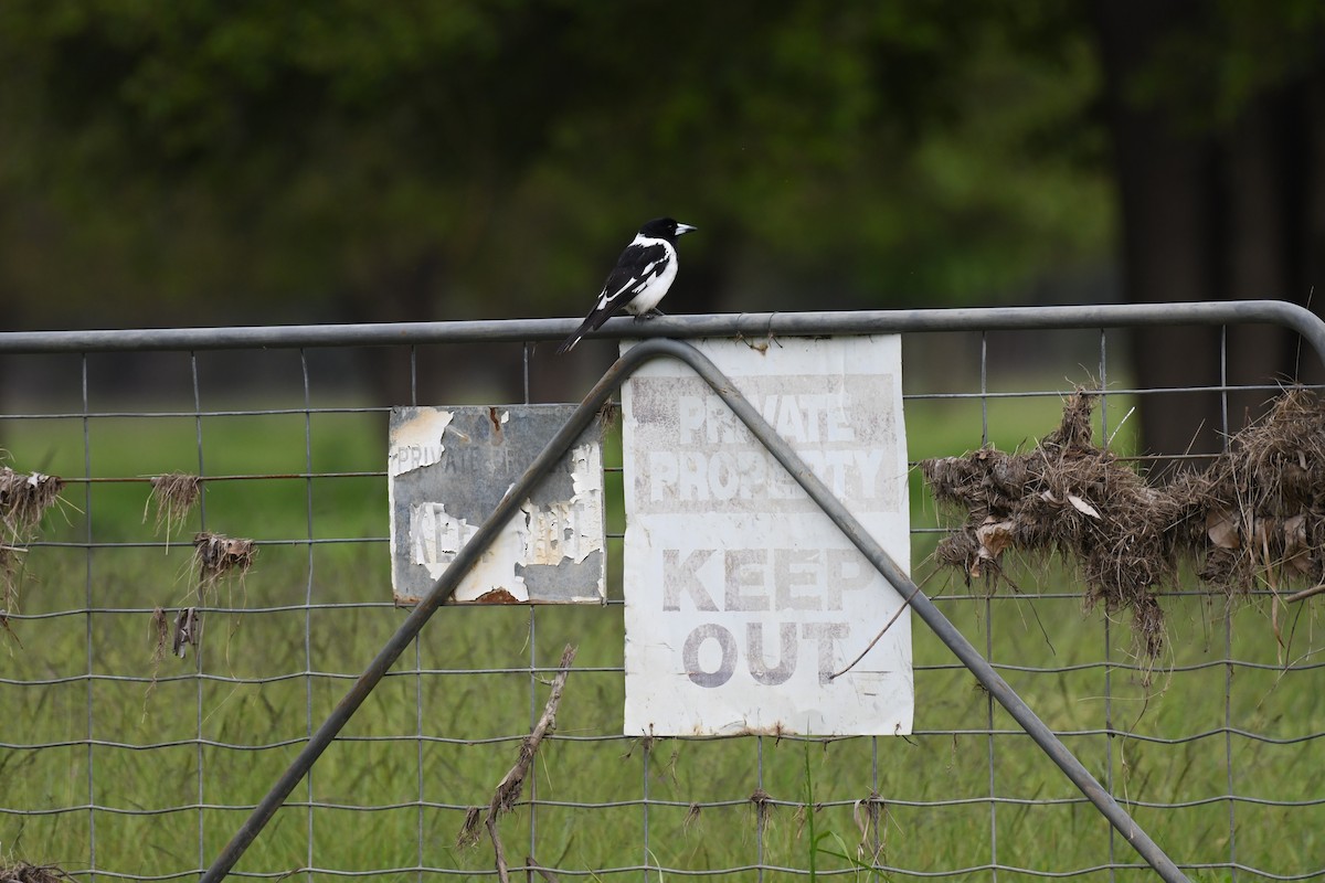 Pied Butcherbird - ML486657261