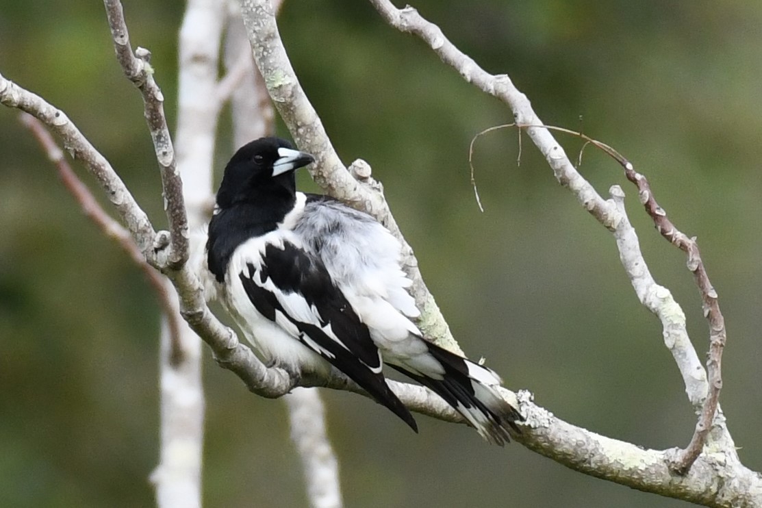 Pied Butcherbird - ML486657391