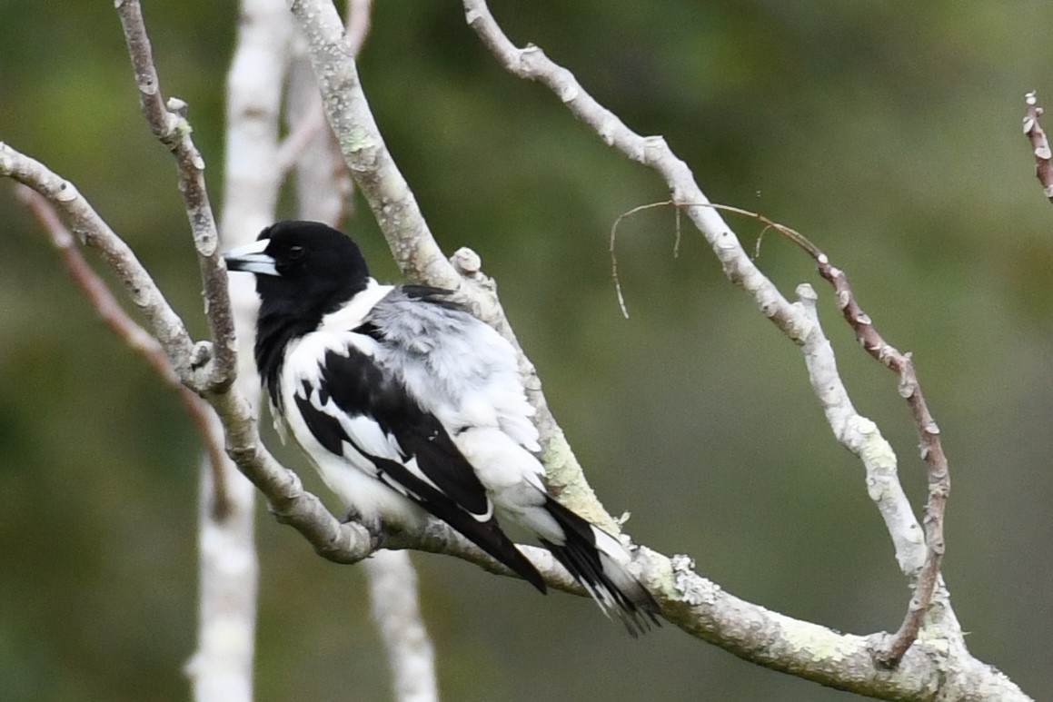 Pied Butcherbird - ML486657401