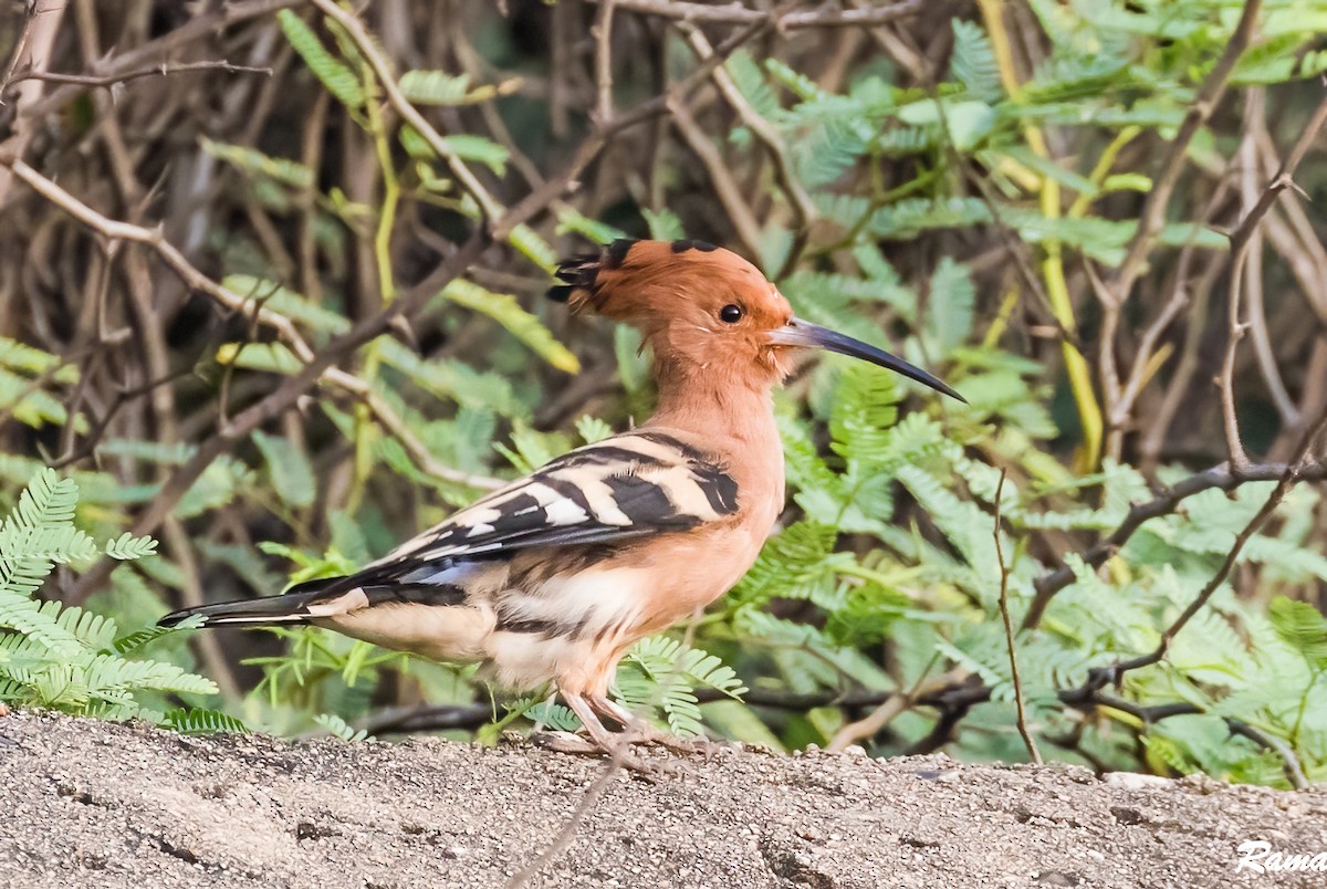 Eurasian Hoopoe - ML486657851