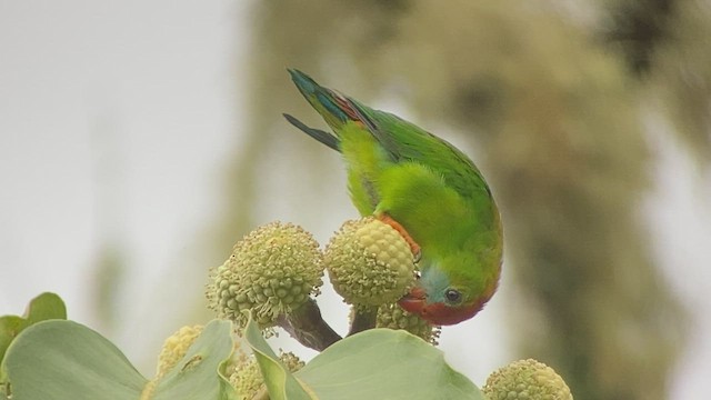 Philippine Hanging-Parrot - ML486658301