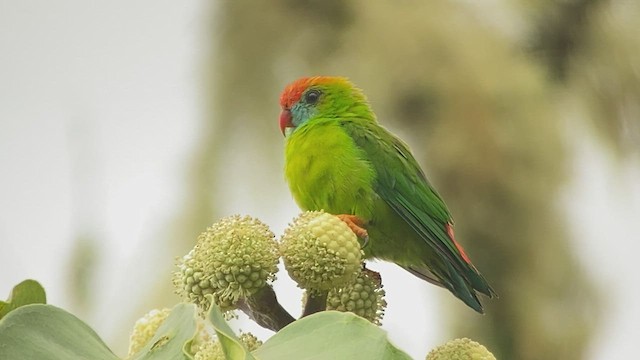 Philippine Hanging-Parrot - ML486658311