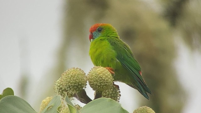 Philippine Hanging-Parrot - ML486658331