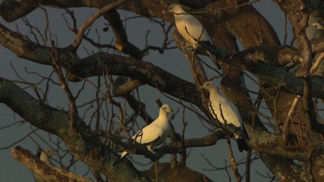 Torresian Imperial-Pigeon - ML486659