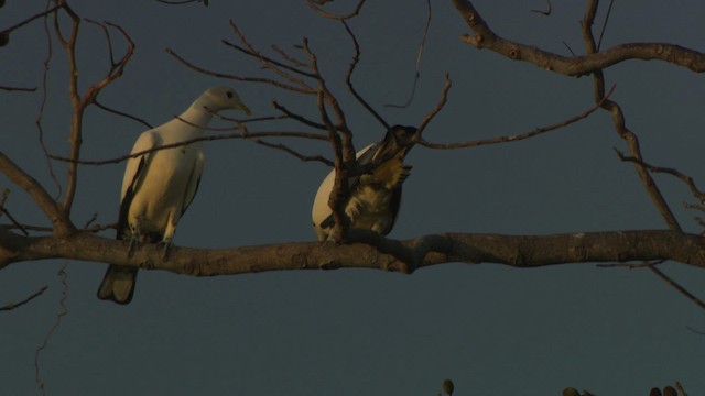 Torresian Imperial-Pigeon - ML486660