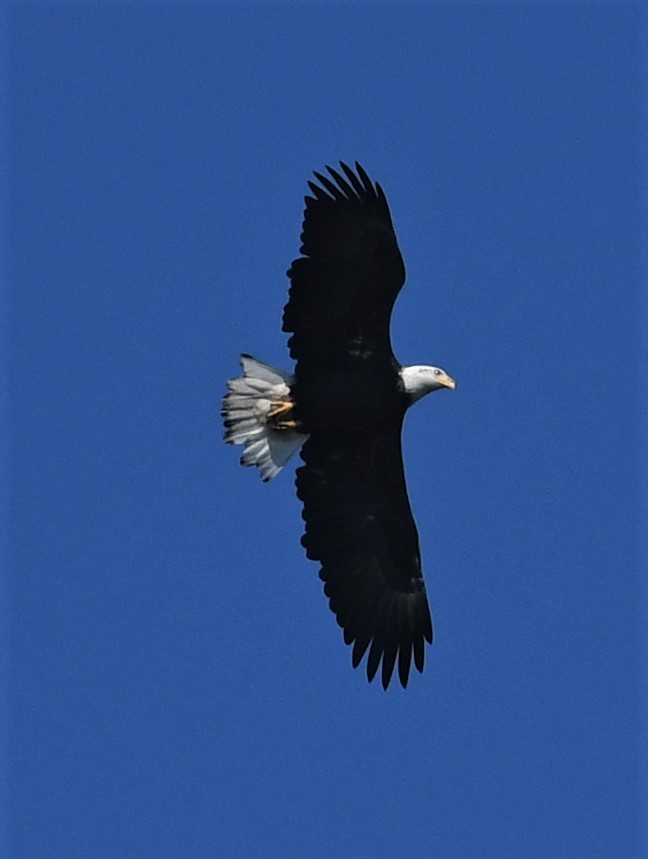 Bald Eagle - ML486660091