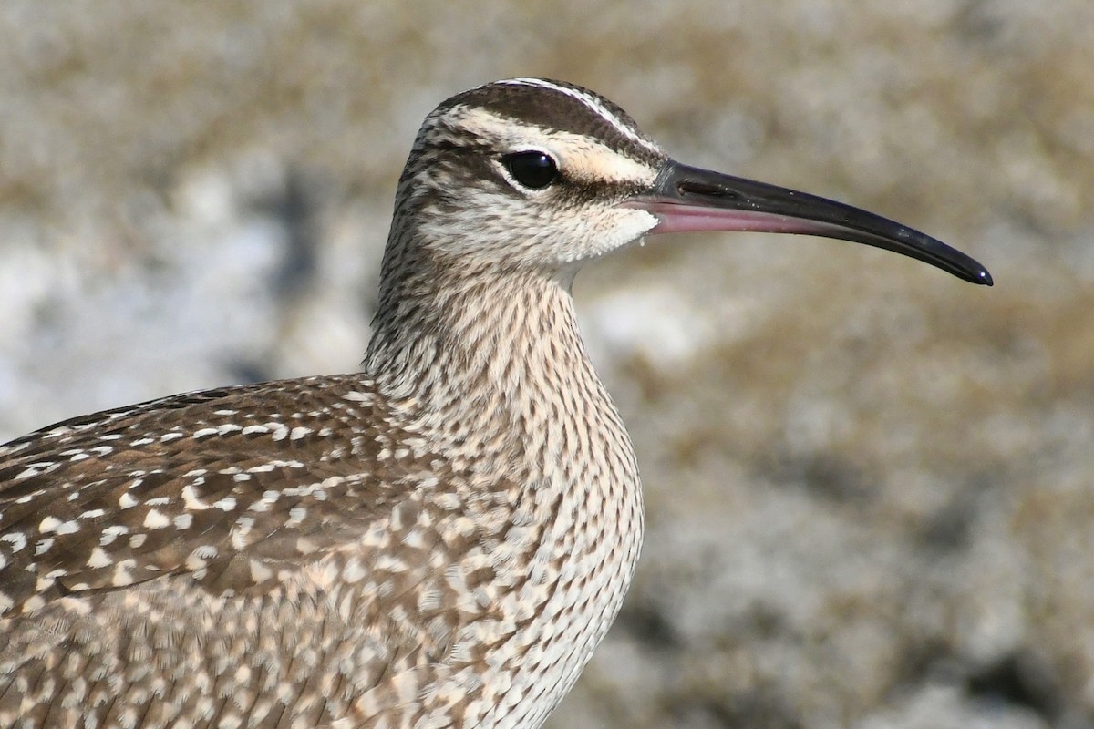 Whimbrel - Phil Pickering