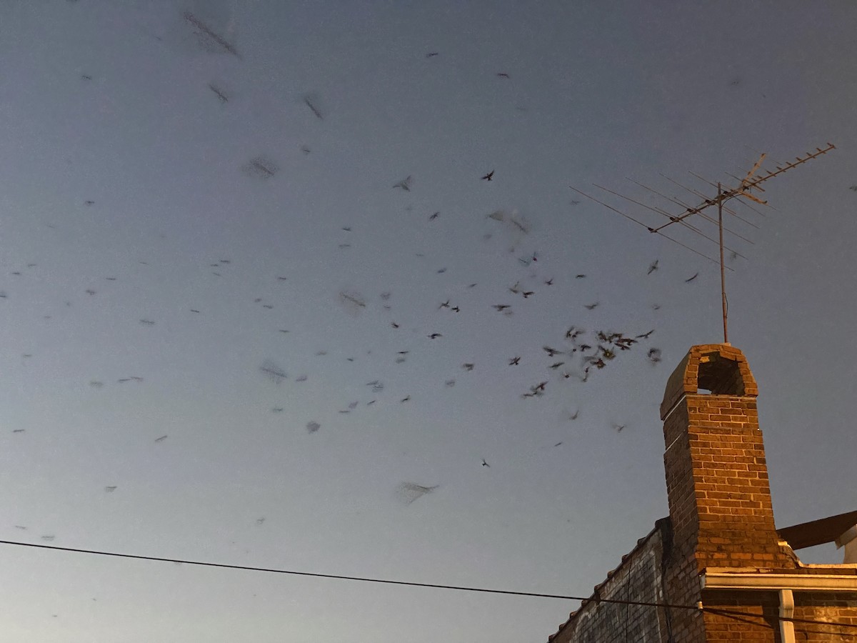 Chimney Swift - ML486661251