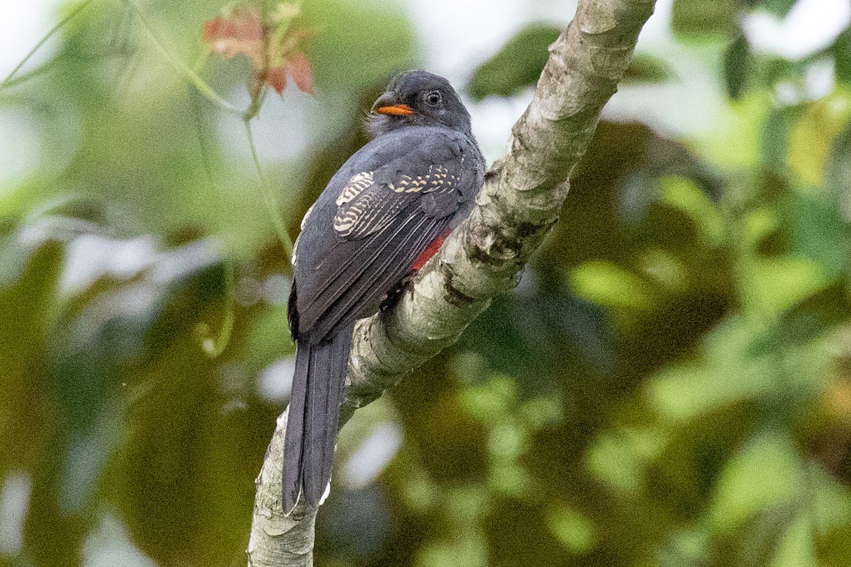 Slaty-tailed Trogon - ML486661951