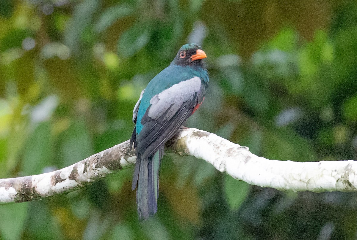 Slaty-tailed Trogon - ML486661961