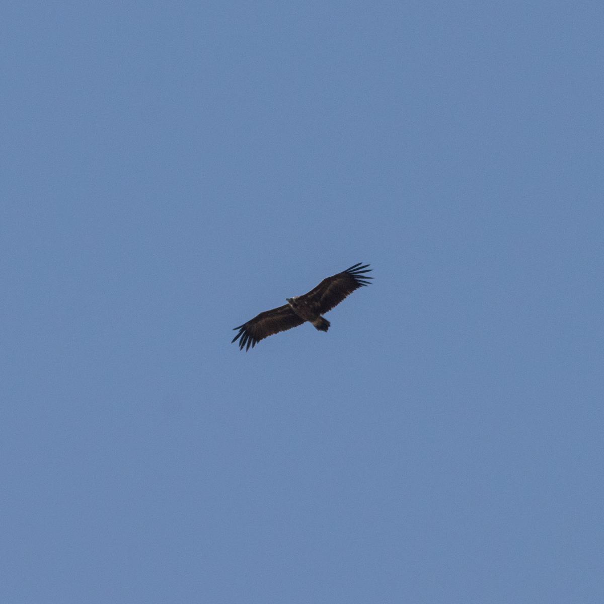 Cinereous Vulture - ML486662621