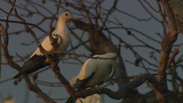 Torresian Imperial-Pigeon - ML486664