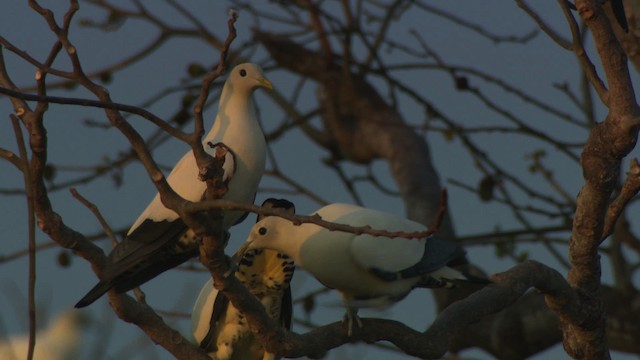 Torresian Imperial-Pigeon - ML486665