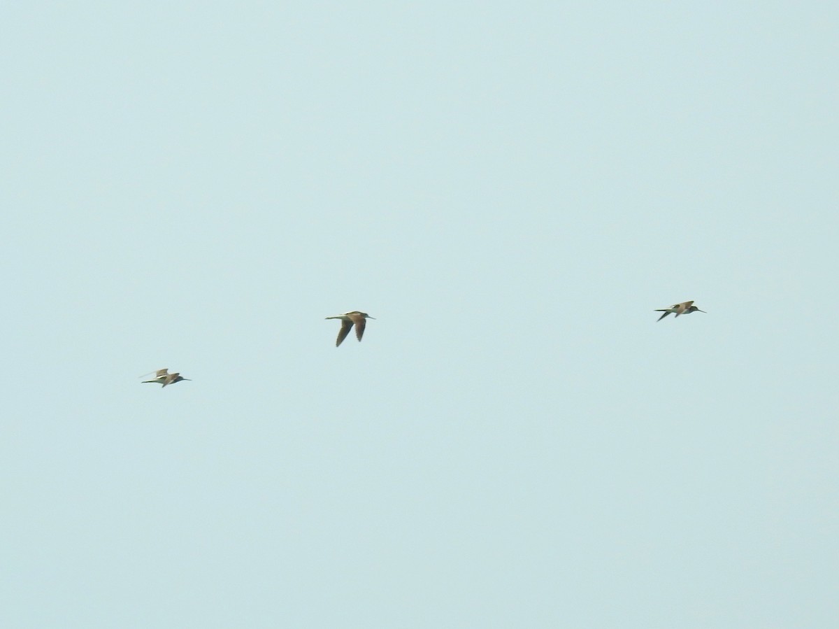 Common Greenshank - ML486665031