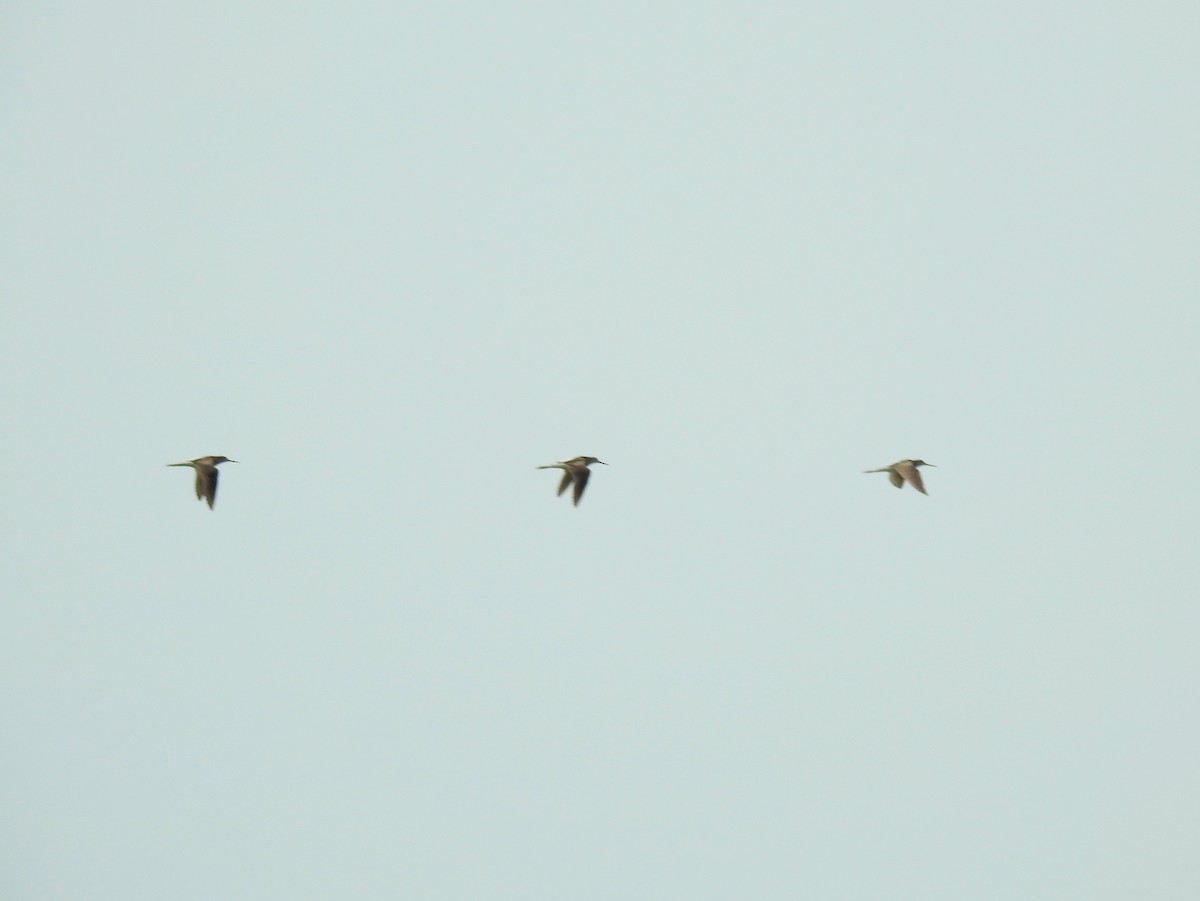 Common Greenshank - ML486665041