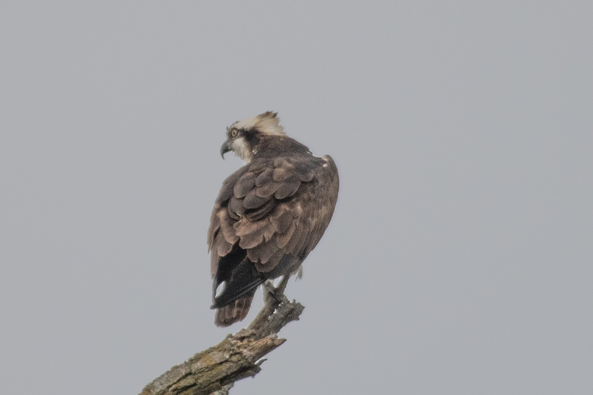 Osprey (carolinensis) - ML486665291