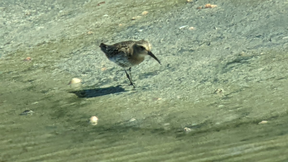 Dunlin - Joan Cortés