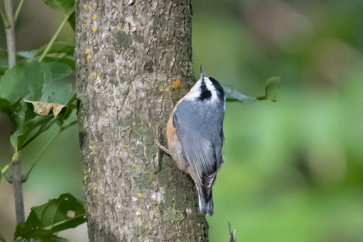 Red-breasted Nuthatch - ML486665671