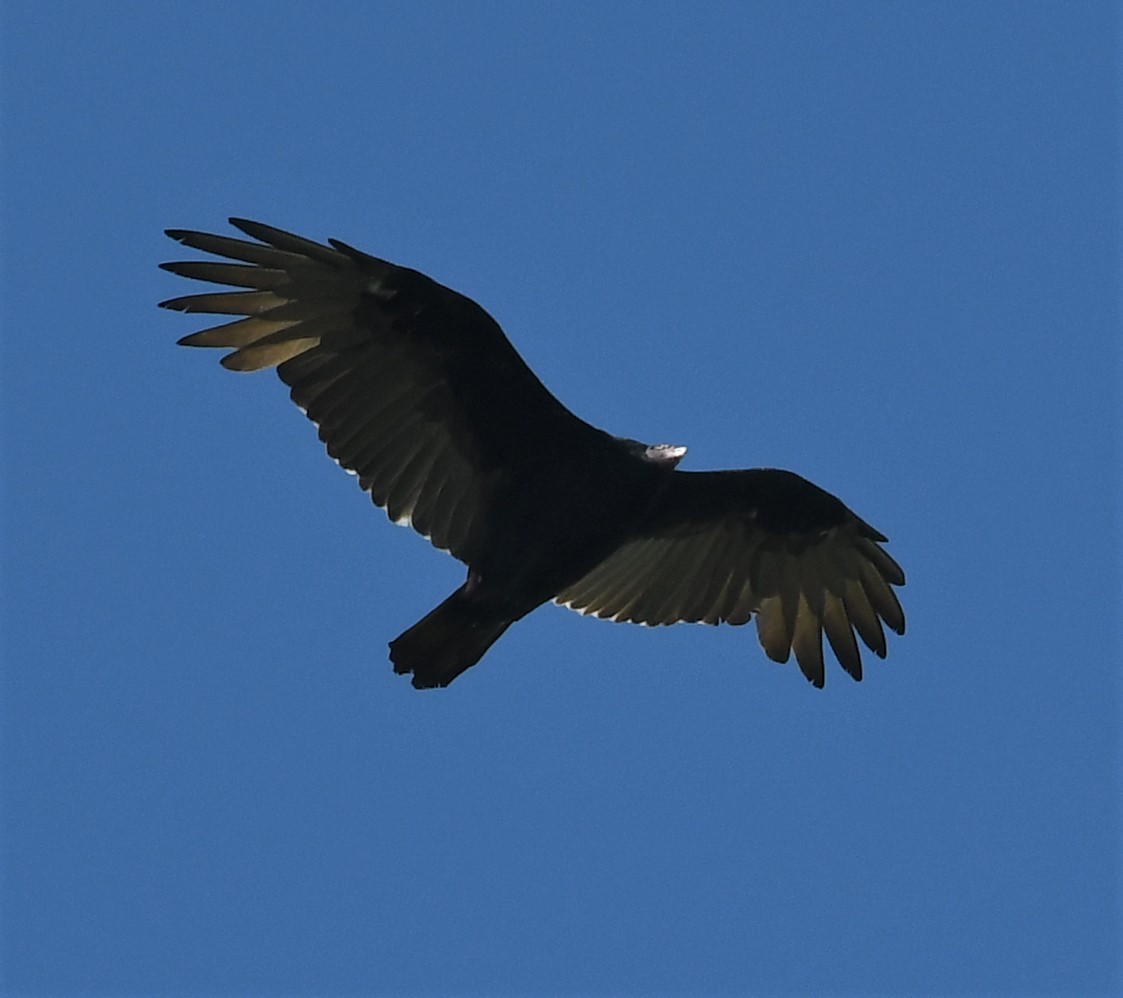 Turkey Vulture - ML486665921
