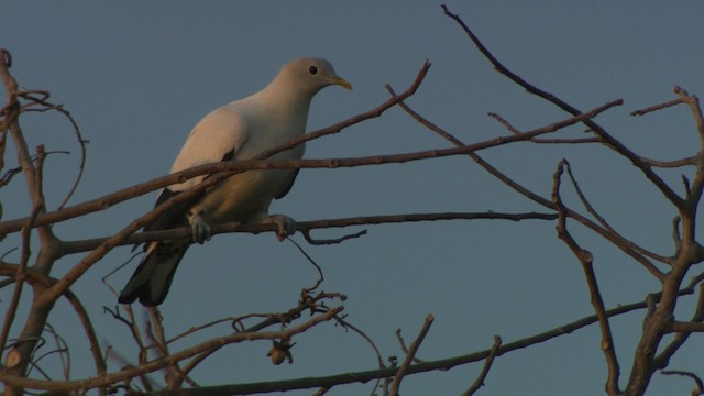 Torresian Imperial-Pigeon - ML486666