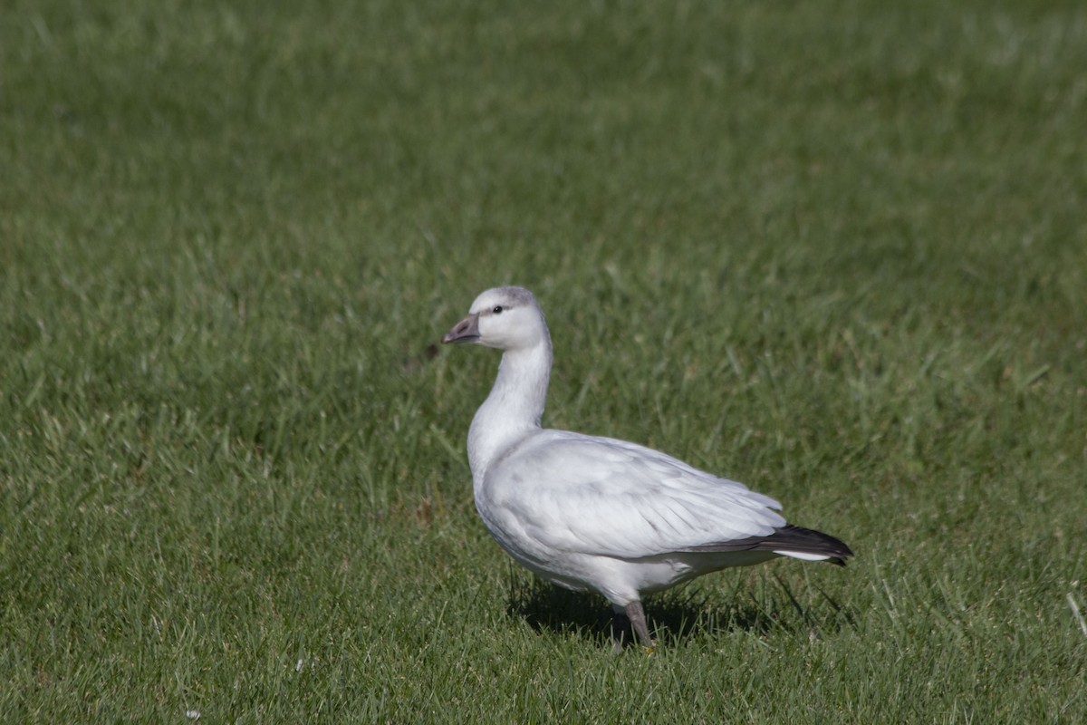 Ross's Goose - ML486666211