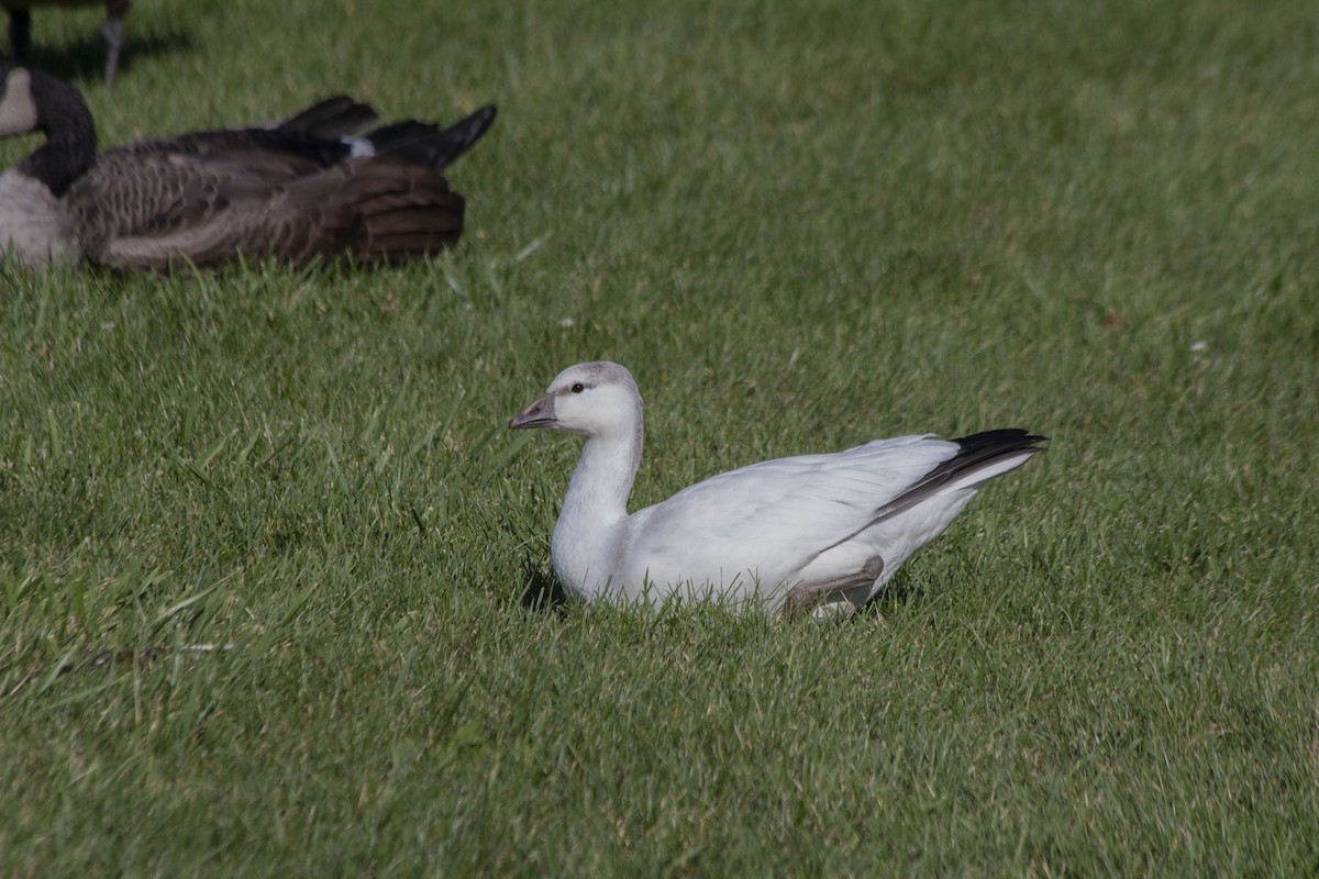 Ross's Goose - ML486666221