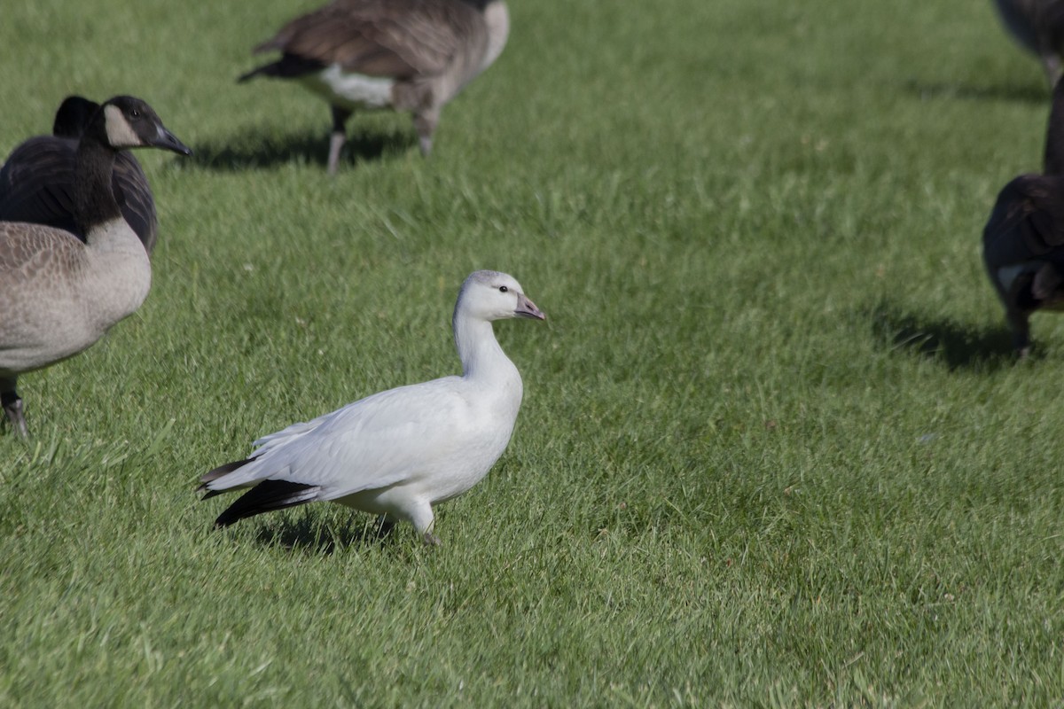 Ross's Goose - ML486666231