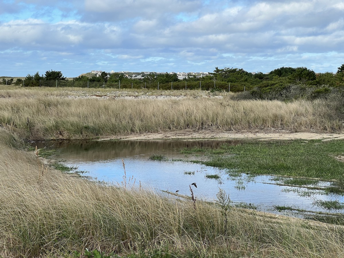 Solitary Sandpiper - ML486667031