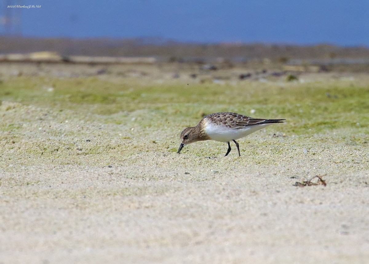 Baird's Sandpiper - Darlene J McNeil