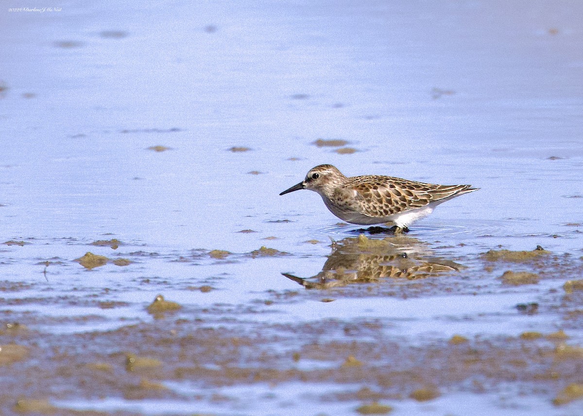 Least Sandpiper - Darlene J McNeil